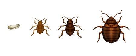 Bedbug Bites Picture Image on MedicineNet.com